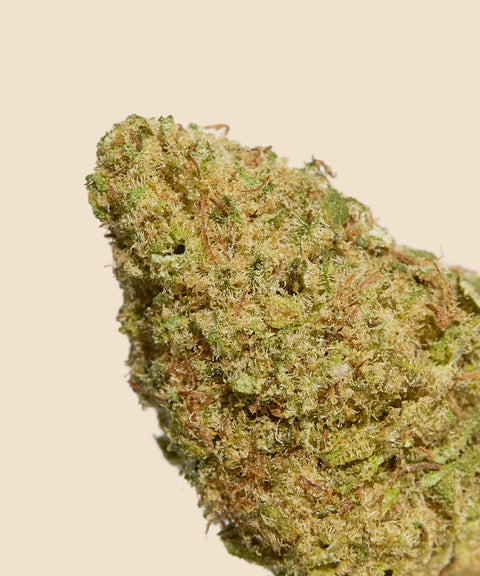 Runtz CBD Small Buds Autumn Promo - CBD Blom