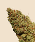 Critical CBD Flower Autumn Promo - CBD Blom