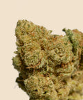 Amnesia Haze CBD Small Buds Autumn Promo - CBD Blom